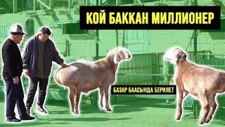 Кой баккан миллионердин чарбасы │ Арашан койлору │ Тилек Тыналиевдин чарбасы - АГРОВЕТАЗИЯ