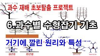 과일나무 재배 초보탈출 프로젝트 6.과수별 수형잡기의 기초. 수형잡기 기초 이론 과 계통, 각 수형별 특징, 주간형, 개심형과 이에 따른 변형 수형들. 수형선택 위한 고려할 점들