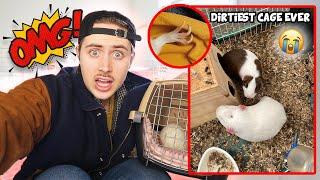 Craigslist Guinea Pig Rescue FILTHY