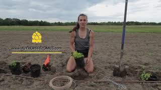 Planting and Stringing Hop Plants