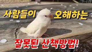 잘못 알고 있는 산책 방법! 제가 팩트로 때렸습니다[비둘기사촌]