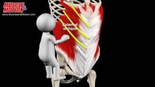 Abdominal Muscles