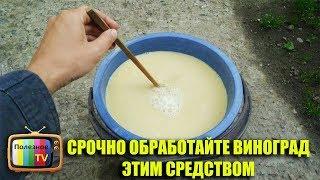 СРОЧНО ОБРАБОТАЙТЕ ВИНОГРАД ЭТИМ СРЕДСТВОМ И БОЛЕЗНЕЙ НЕ БУДЕТ