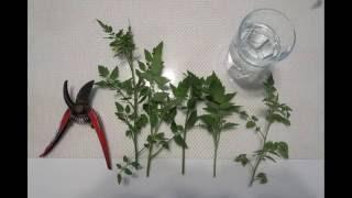 How to Propagate Tomatoes From Cuttings