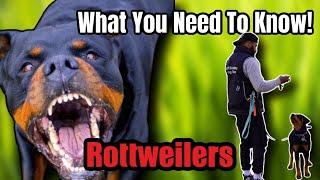 Why ROTTWEILERS Are The TOP AGGRESSIVE Dog Breed! Is This The Dog For You ?