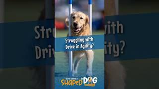 Struggling With Your Dog’s Drive In Agility? It Could Be A Gut Health Issue! 