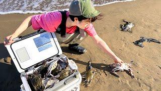 Catching Tons of Swimming Crab Using a Net on a Japanese Beach