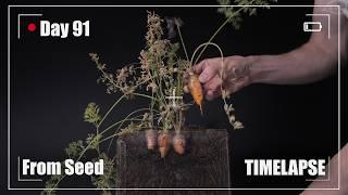  CARROT Growing from Seed Time Lapse - 90 Days