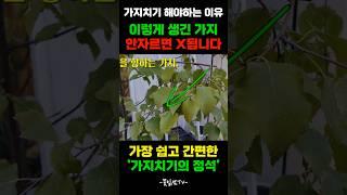 ️이렇게 생긴 가지 안자르면 X되는겁니다ㅣ식물 킬러는 꼭 보세요! #가지치기 #식물관리