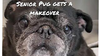 Elderly Pug at the groomer