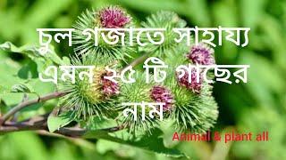 চুল গজাতে সাহায্য করে এমন ২৫ গাছের  নাম,name the 25 plants which help to growth hair.