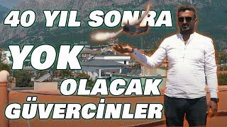 "Bu Güvercinler Dünyanın Başka Yerinde Yok" - Ayakları Perdeli Güvercinler · Zaza BloodLine Antalya