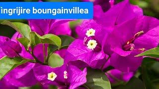 iernarea , ingrijire bougainvillea