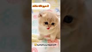 چهار فکت میووو کردن بچه گربه ها ، لطفا اسم گربتو برام بنویسید #میو_میو#گربه#فکت_میو_گربه#بچه_گربه