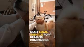 Most Loyal Animals for Humans Companions ️