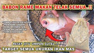 RACIKAN UMPAN SUTEL TARGET INDUKAN RAME !! RESEP UMPAN IKAN MAS LOMBA & GALAPUNG 