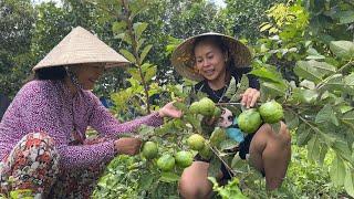 CÂY ỔI SIÊU TRÁI/CÁ CHÈN KHO TIÊU, CANH CHUA CÁ LĂNG ,SIRÔ TRÁI ATISÔ ĐỎ