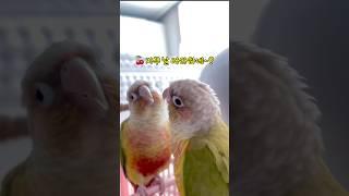 앵무새는 거울속 자기모습을 알아볼까? #말하는앵무새 #shorts