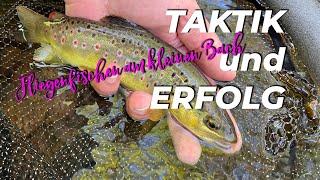 TAKTIK und ERFOLG //  Fliegenfischen am kleinen Bach