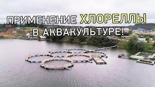 Применение хлореллы Альготек в Аквакультуре!