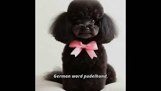 The Puzzling Origins of the Poodle: German Roots, French Charms