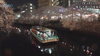 横浜・大岡川の夜桜/神奈川新聞（カナロコ）