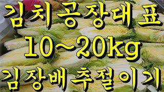 김치공장 사장이 알려주는 김장배추 절이는법 / 김장김치 맛있게 담그는법 / 절임배추 소금양 / 절임배추 10kg / 절임배추 20kg