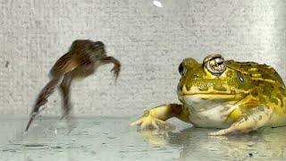 Flying meal / Pacman frog , African bullfrog【LIVE FEEDING】