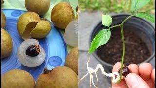 Growing and Tasting Longan Fruits