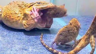 Giant Bullfrog Eats Angry Tree Lizard And Mouse! Asian Bullfrog Live Feeding