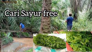 Ikut Ke Hutan Mencari Sayur Free ‼️|| Hasil Boleh Tahan Juga‼️