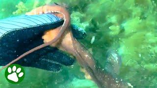 Octopus Grabs Diver's Hand And Leads Her To Hidden Treasure