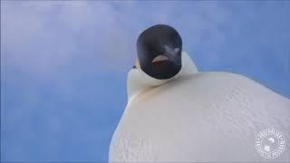 Curious penguins find camera and take selfie