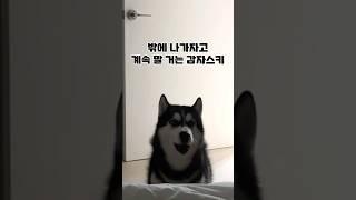 밖에 나가자고 말 거는 허숙희 #허스키 #husky #강아지하울링 #하울링 #허스키하울링 #말하는강아지