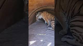 Where’s My Breakfast! - RxCKSTxR Comedy Voiceover