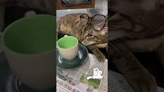 Reading Catdaily  #shortsfeed #harrypotter #catvideos #subscribe #reading #meow #cats