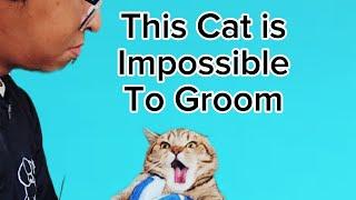 This Cat Is Impossible to groom they say. See what happens in the end.