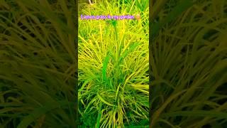 lemon grass in my garden 🪴 #shorts #trending #farming #ytshorts #song #music #trendingshorts