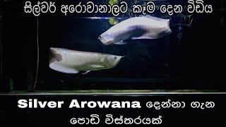 සිල්වර් අරවානා දෙන්නට කෑම සහ පොඩි විස්තරයක් | Feeding Part Silver Arowana