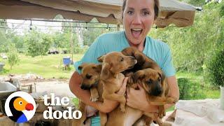 Five Puppies Show Up In Family's Backyard | The Dodo