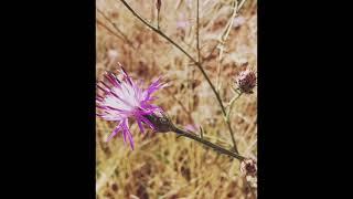 Centaurea attica subsp. attica ή Κενταύρια της Αττικής υποείδος Αττικής