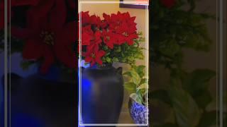 Setup Your Home For The Holiday Season#cozy #holidayseason #viralvideo #ytshort