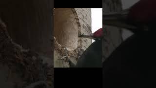 A woodpecker hollows out a hollow in slow motion 8 times. #shots #birds #wildlife