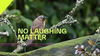 No laughing matter | Nature in the Western Ghats | On the Edge