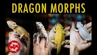 Bearded Dragon Morphs and How to Identify Yours