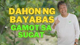 Dahon ng Bayabas Para sa mga Sugat | Hello Pagkain Tips