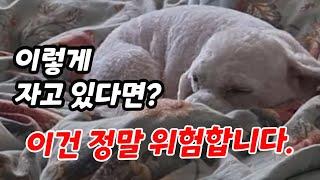 강아지 잠자는 수면 자세 별 꼭 알아야 할 의미와 심리, 강아지 잘때 자세 왜 이렇게 잘까?【feat. 강아지수면자세│강아지잠자는자세│강아지도넛자세】