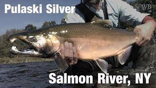 Fly Fishing Pulaski Silver, Salmon River, NY - Wooly Bugged