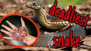 The World's Deadliest Snakes: Top 10 Most Dangerous Species