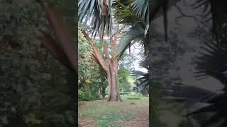 Lalbagh#Bengaluru#shorts#youtube